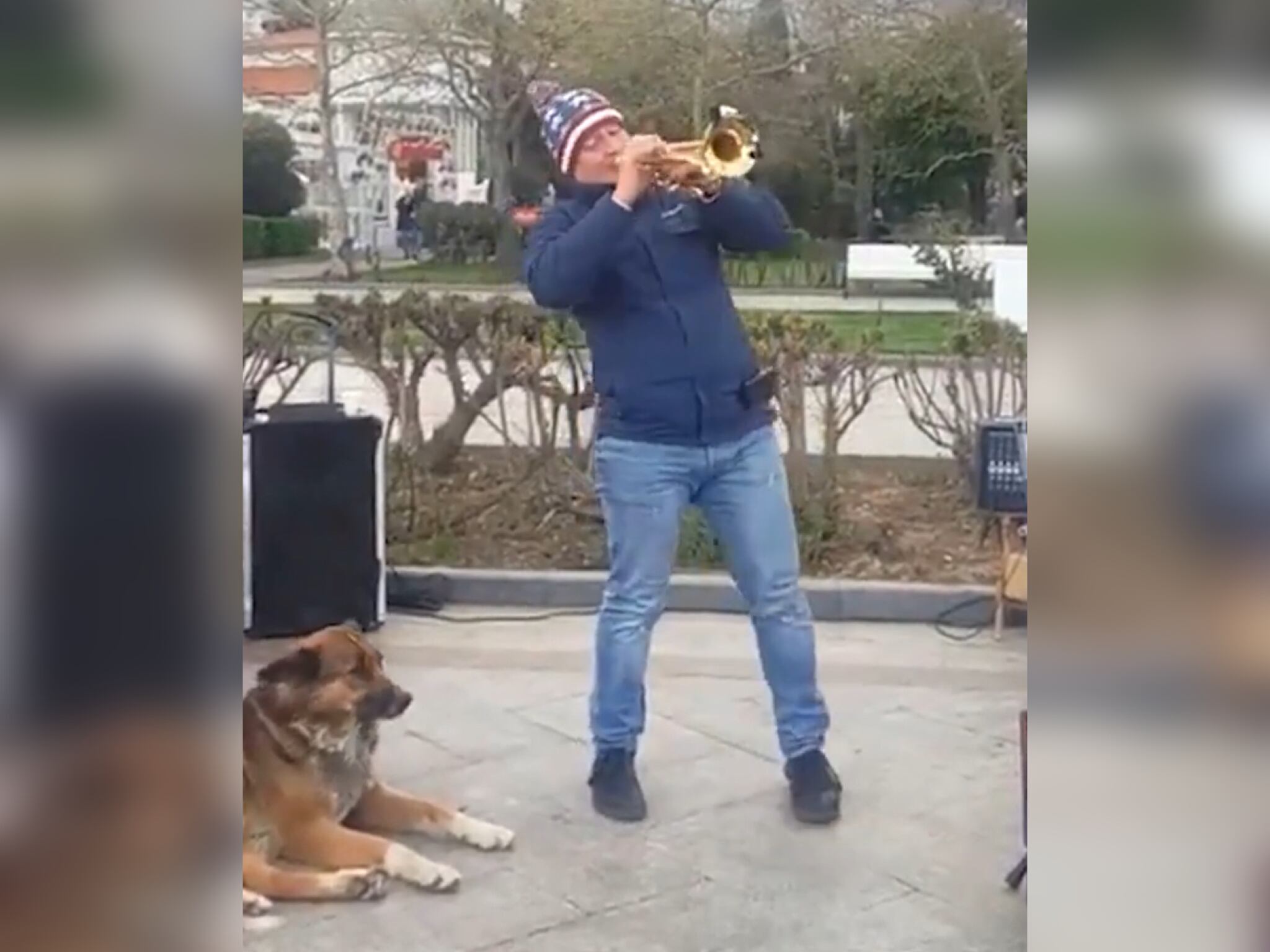 Hachiko Crimea. Foto: Captura de pantalla Reddit AnimalsBeingAnimals.