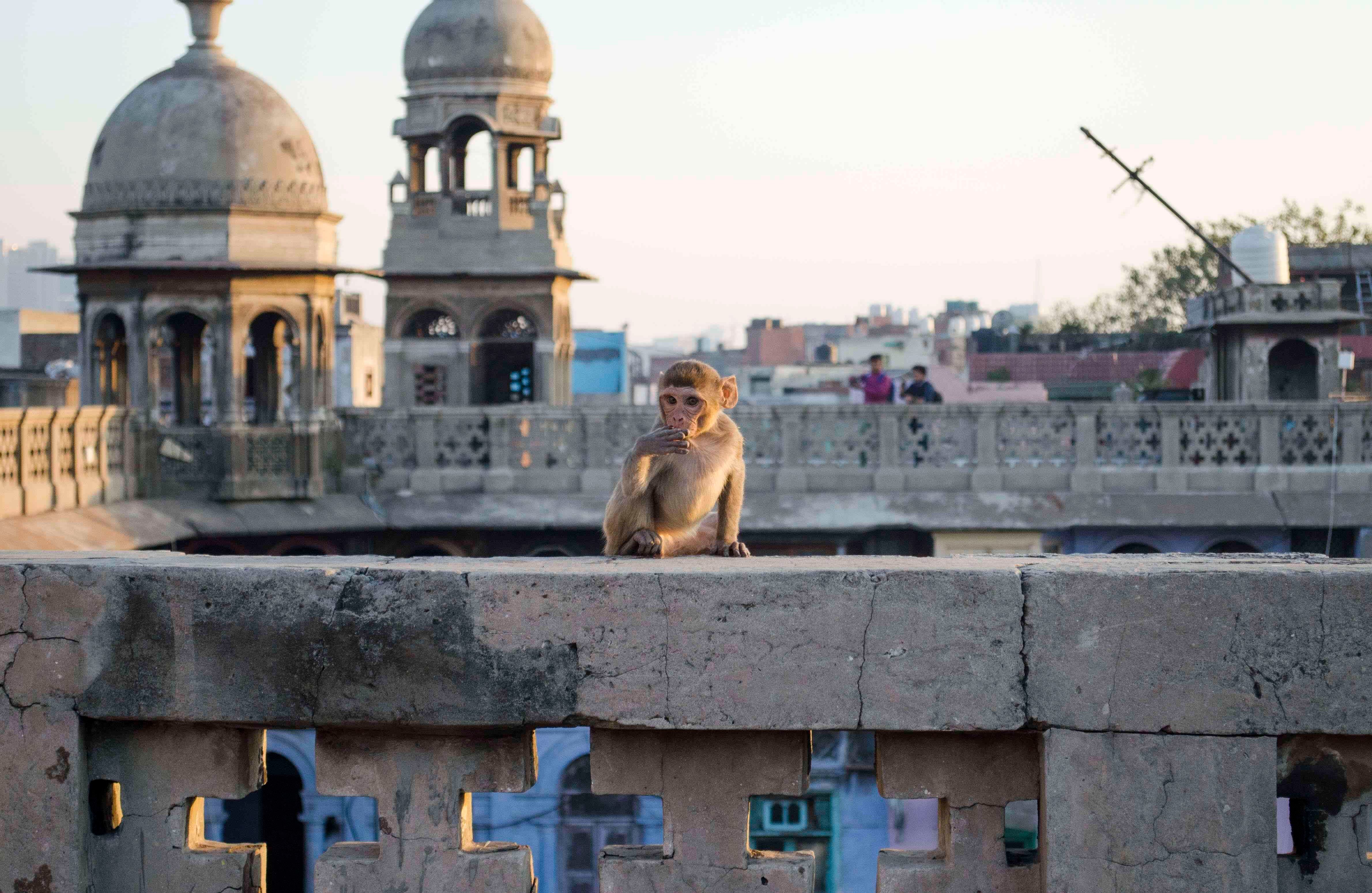 Ya en la terraza de Gagodia el movimiento comercial de la zona se transforma y empiezan a aparecer un sinnúmero de monos. Fotografía: Katerine Lara Rojas