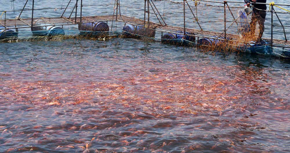 El Huila es uno de los departamentos en donde se produce más tilapia de cultivo
