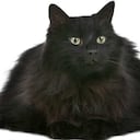 Hay creencias que relacionan al felino de este color con la mala suerte. Getty Images.