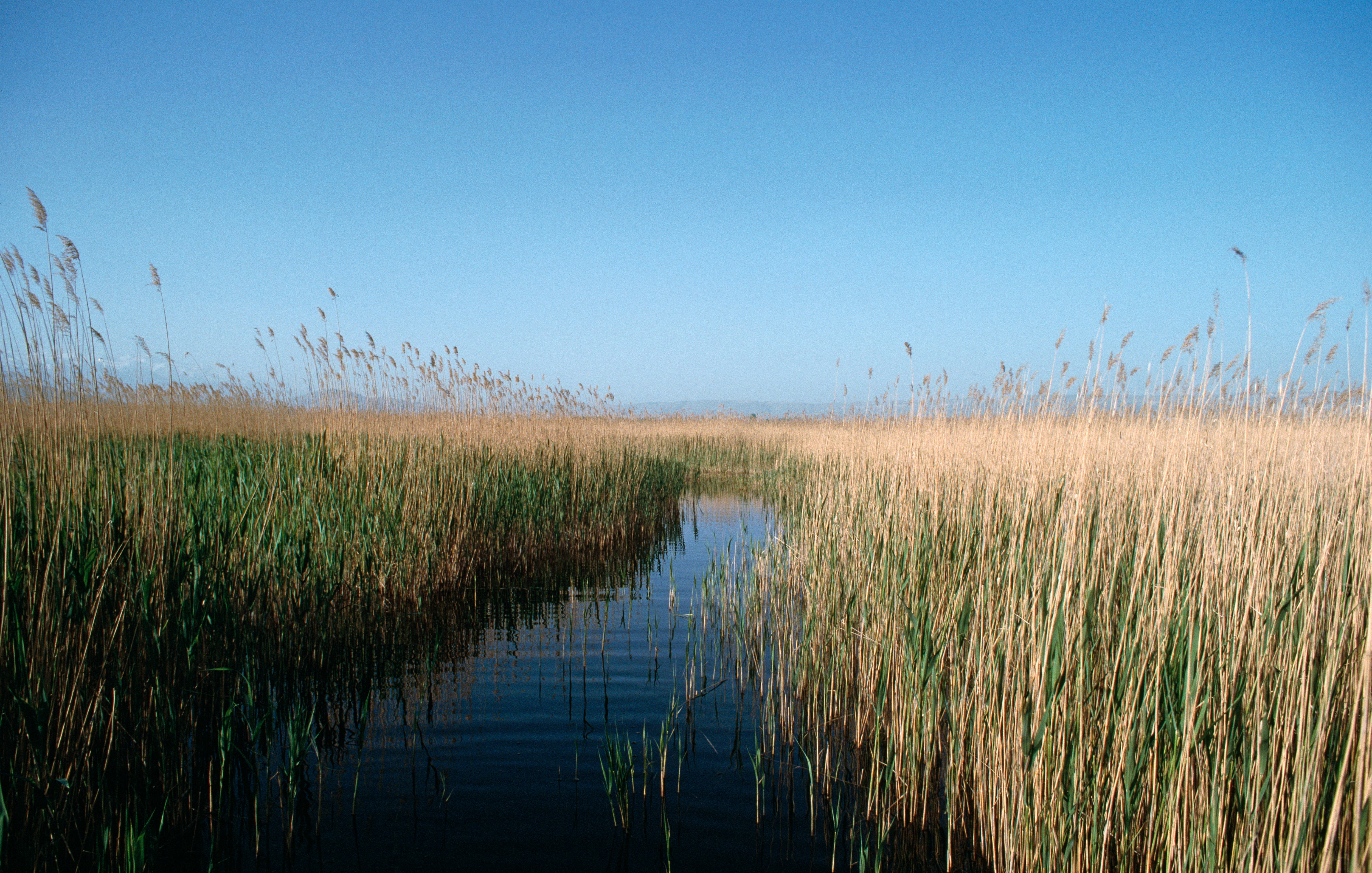 Otra táctica para adaptarse a la intrusión salina es incorporar prácticas de conservación en o cerca de campos afectados por la sal.