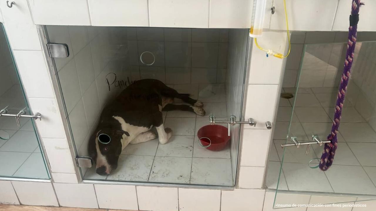 Este fue uno de los perros rescatados de la falsa veterinaria.