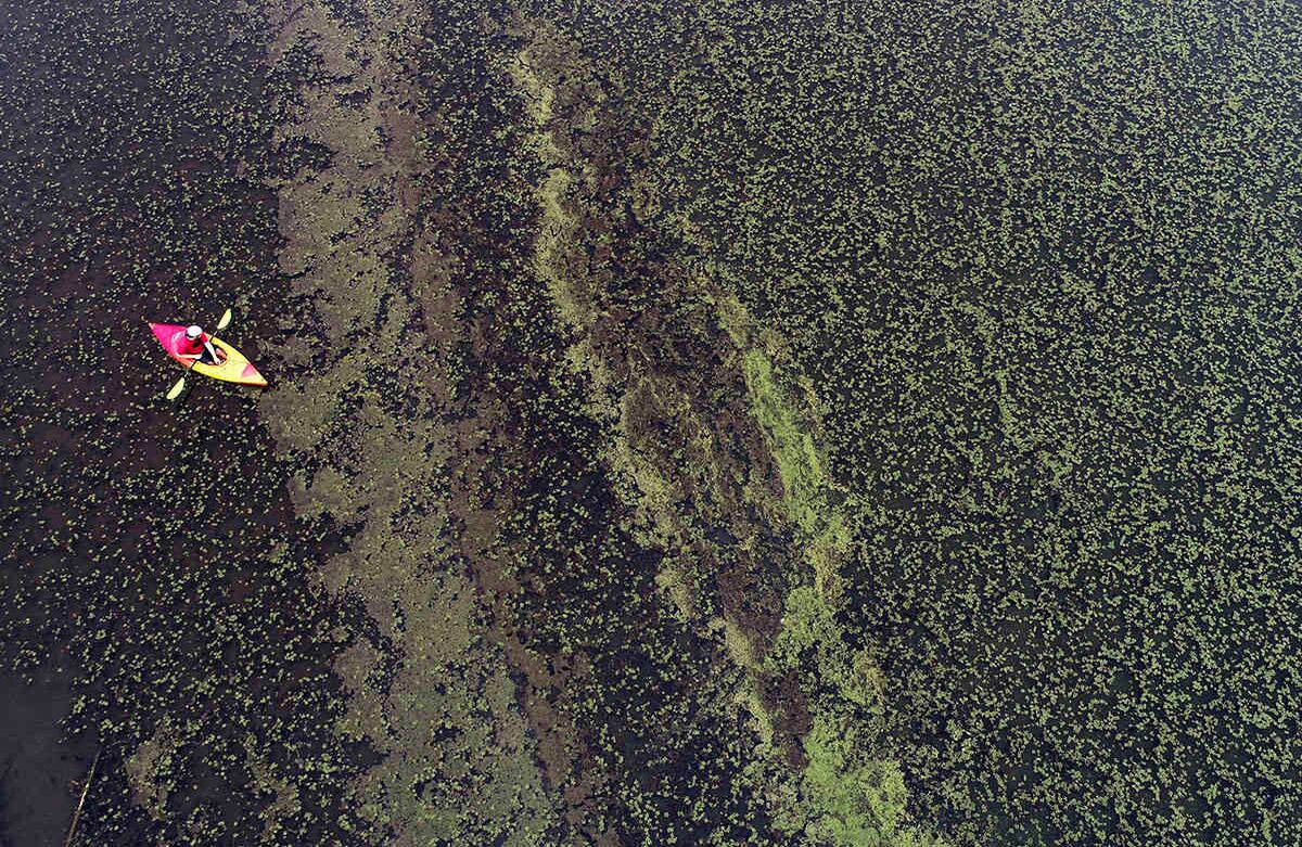 Un kayak explora Woods Pond en el extremo norte donde el río Housatonic entra en el cuerpo de agua, en Lenox, Estados Unidos, el 2 de junio.  Toda la sección del río es parte de un ambicioso plan de General Electric y la Agencia de Protección Ambiental (EPA) para limpiar los Bifenilos Policlorados (PCBs) del sedimento. Los  PCBs son sustancias químicas de alta toxicidad en el Medio Ambiente. Foto: Ben Garver/The Berkshire Eagle vía AP