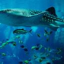 Los tiburones ballena pueden llegar a medir hasta 18 metros de longitud. Foto: Jimmy Dominico / Pixabay.