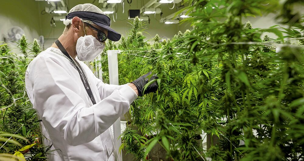 45.000 dólares puede costar un litro de cannabis con THC de grado farmacéutico. En 2019 estaba sobre 30.000 dólares. 20.000 millones de dólares es el mercado potencial de cannabis medicinal en México.