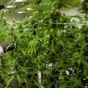 45.000 dólares puede costar un litro de cannabis con THC de grado farmacéutico. En 2019 estabasobre 30.000 dólares.20.000 millones de dólares es el mercado potencial de cannabis medicinal en México.