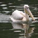 Los pelícanos son una de cerca de 400 especies que es posible encontrar en el Parque Nacional de Aves de Djoudj. Foto: Pixabay - Mundo hoy.