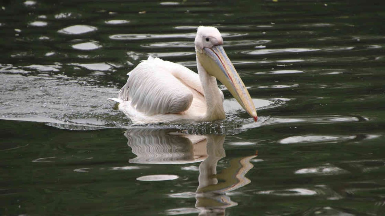 Los pelícanos son una de cerca de 400 especies que es posible encontrar en el Parque Nacional de Aves de Djoudj. Foto: Pixabay - Mundo hoy.