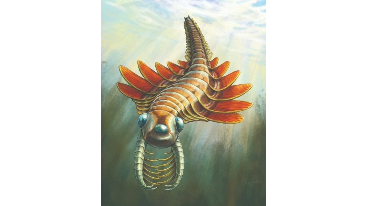Era pariente del famoso Anomalocaris canadensis, un depredador de un metro de largo que compartía las aguas con el Mosura.