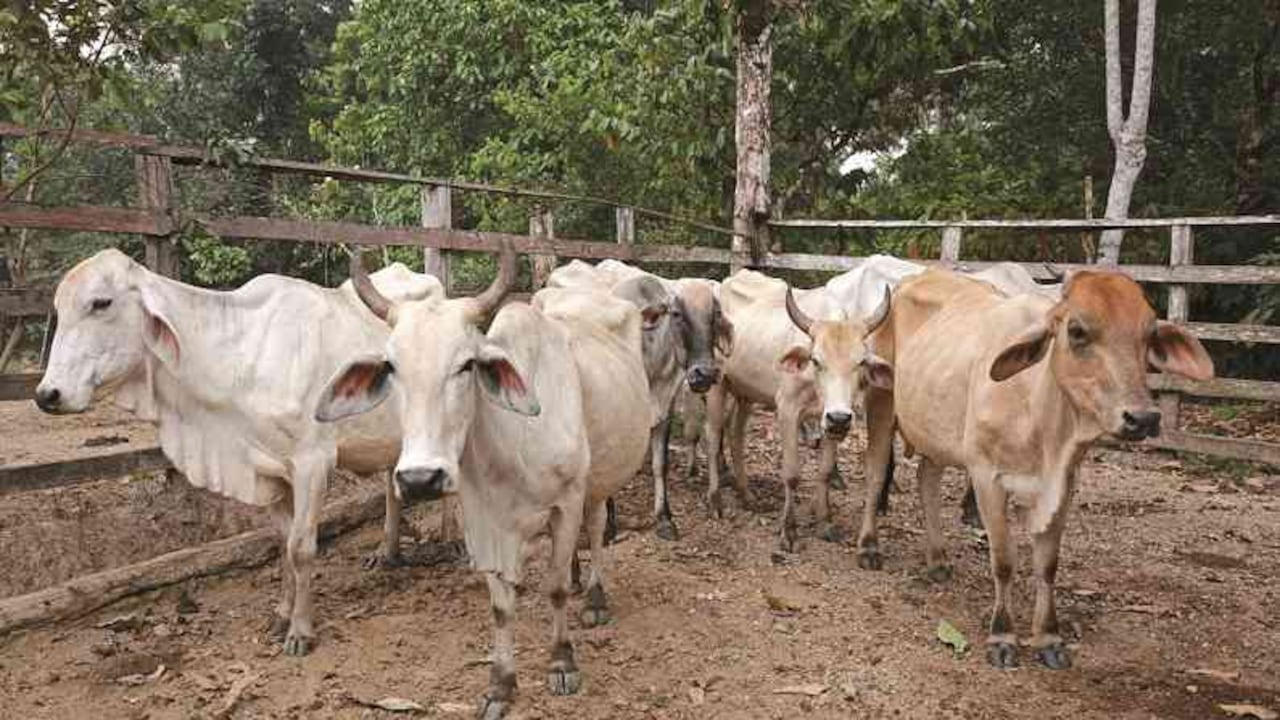En Puerto Leguízamo el problema no solo consiste en la ocupación de tierras para la ganadería, sino en que las reses destruyen los cultivos. Foto: César Molinares