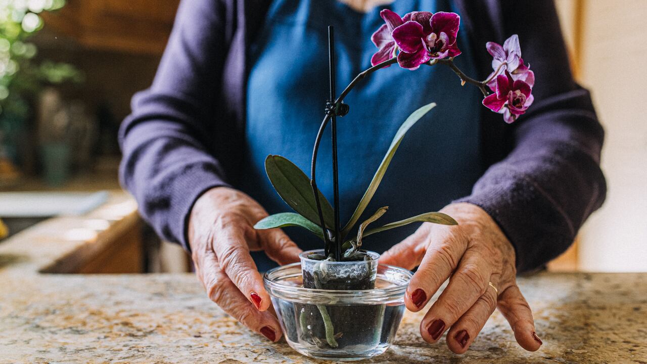 Señora mayor regando una orquídea en flor