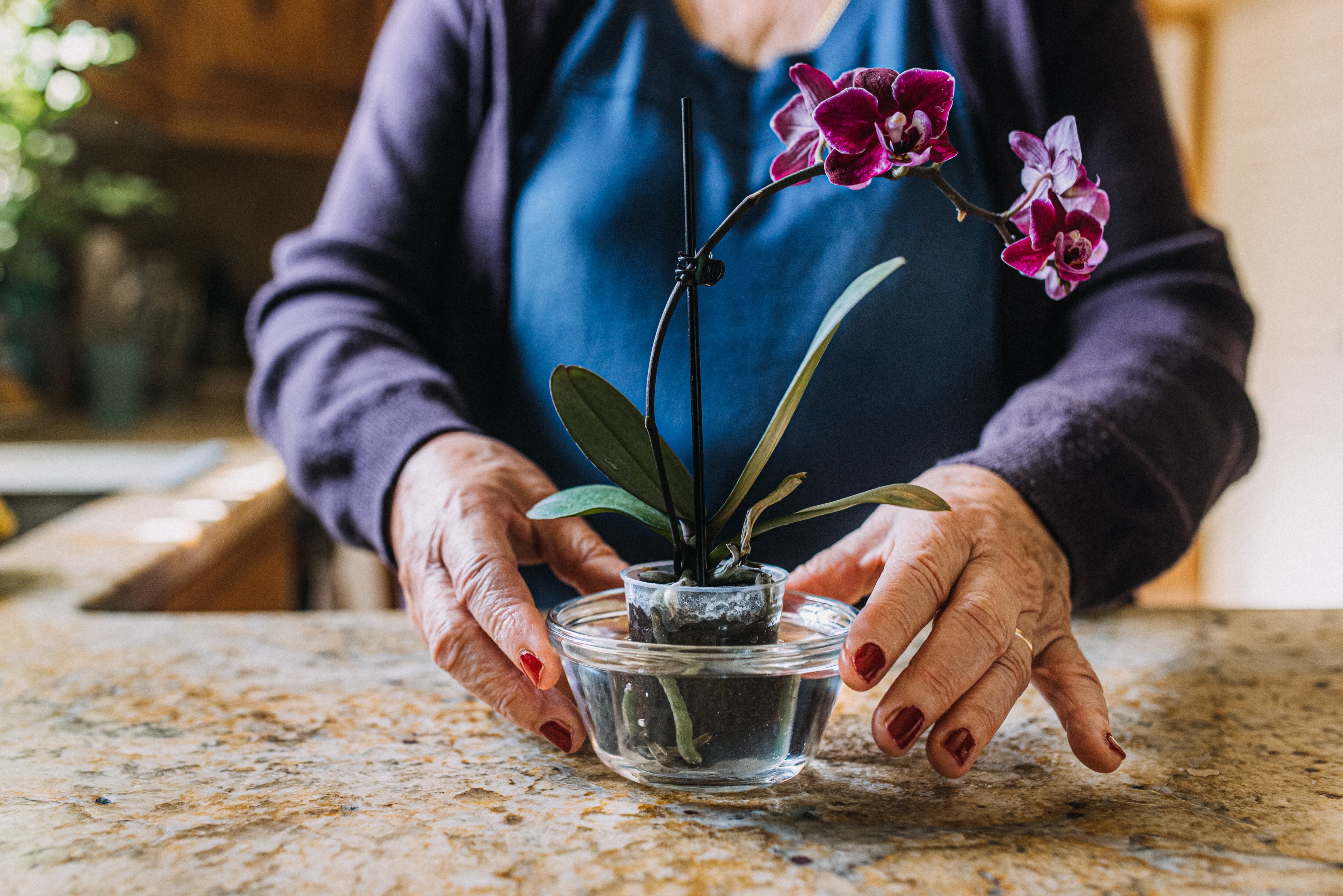 Señora mayor regando una orquídea en flor