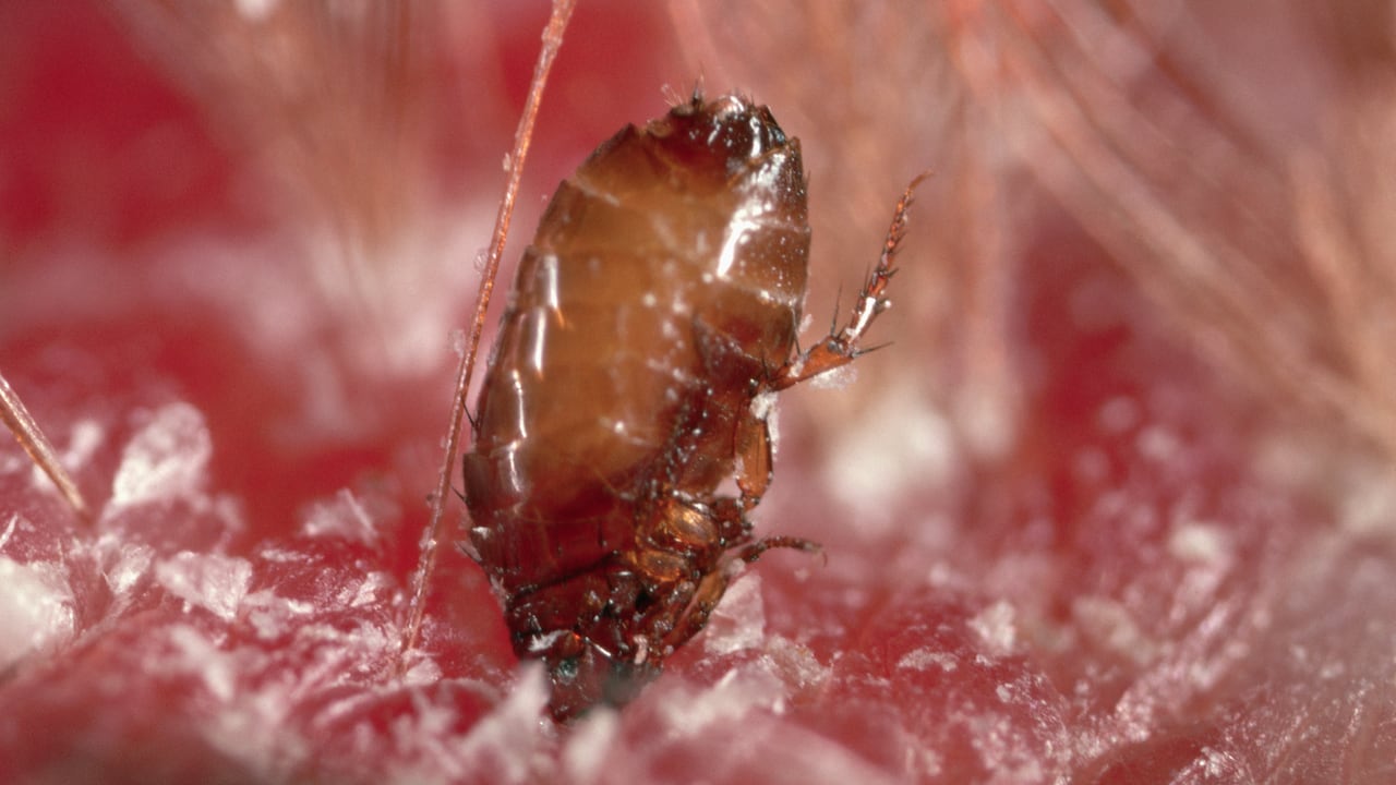 Las pulgas pueden causar tifus y peste.