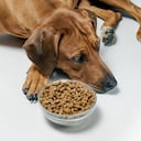 La falta de apetito en la mascota puede ser provocada por diferentes razones.