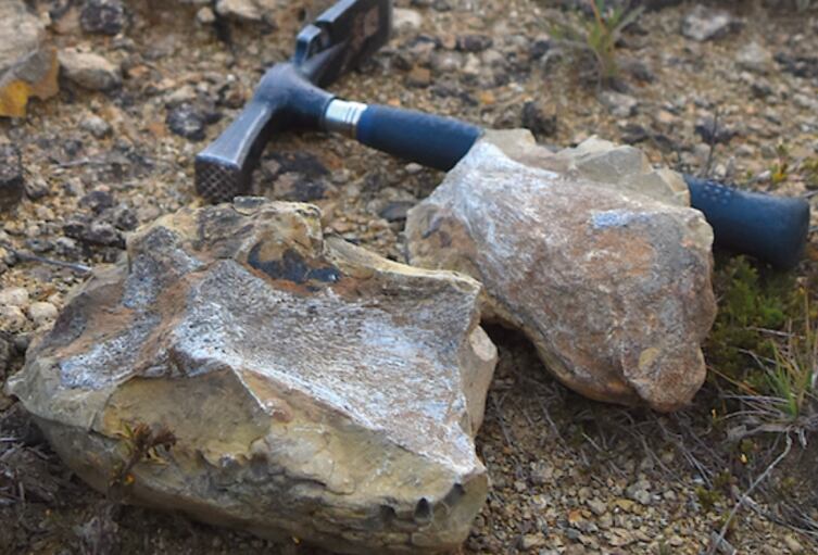 Los hallazgos harán parte de la colección paleontológica de la Universidad del Rosario.