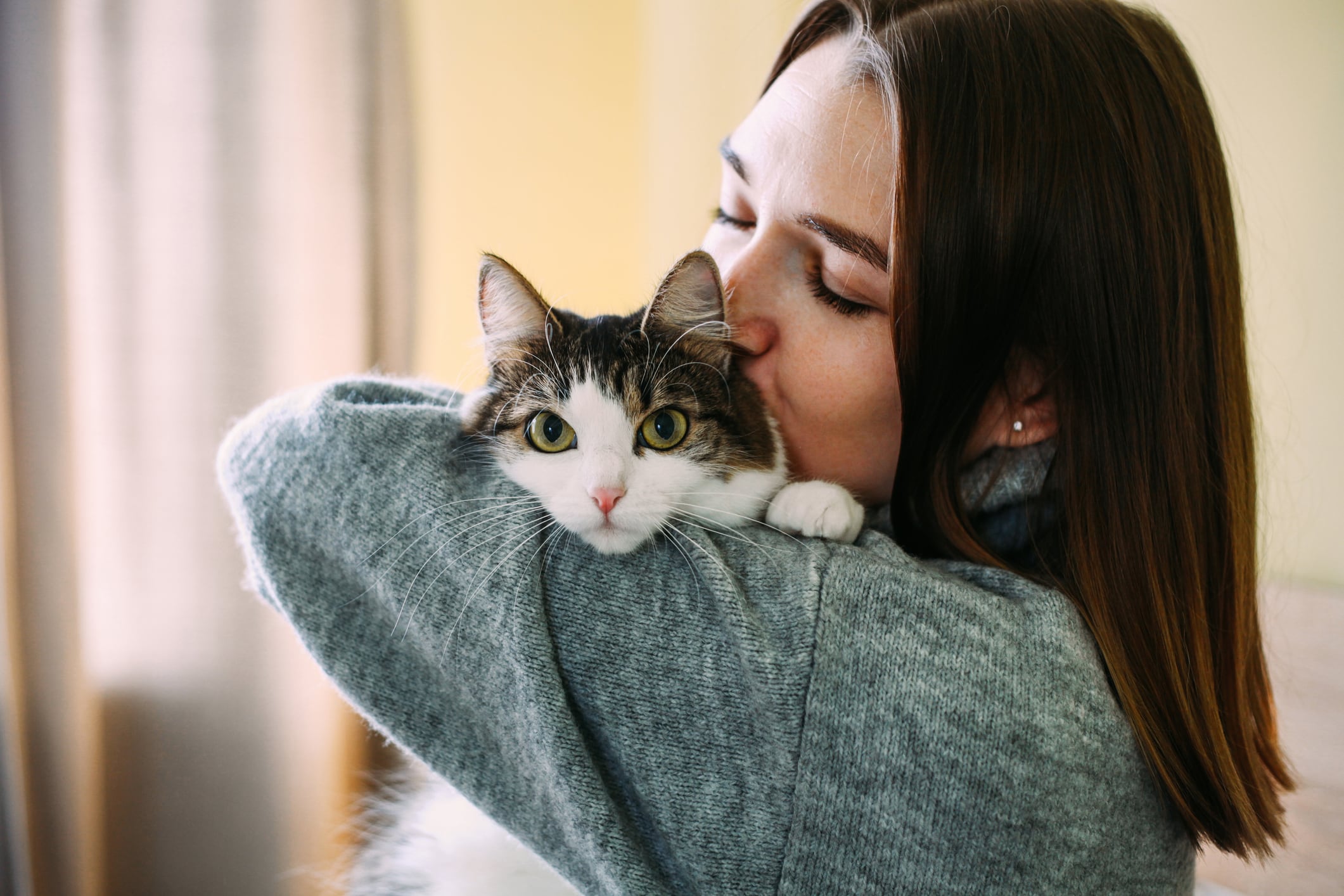 Gatos