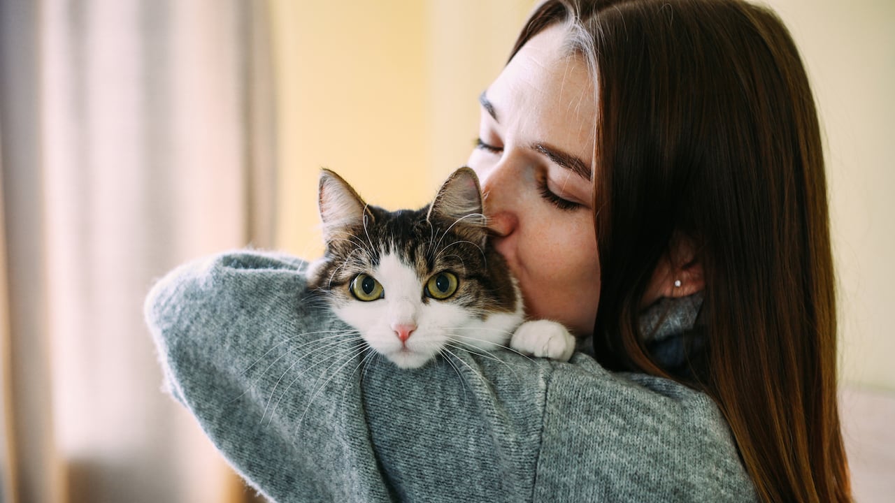 Los gatos, además de brindar compañía, ayudan emocionalmente a sus dueños.