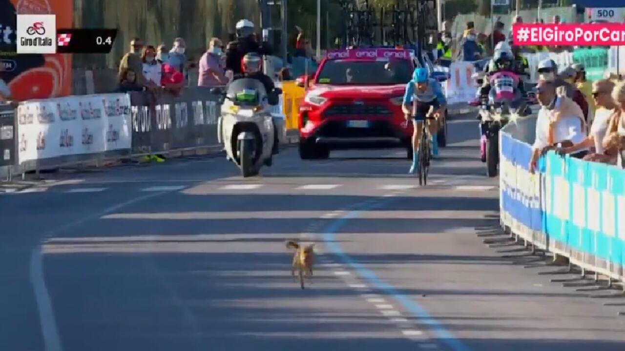 Perrito se atraviesa en la etapa 8 del Giro de Italia.