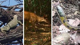 Estas son algunas de las especies que pudieron observarse