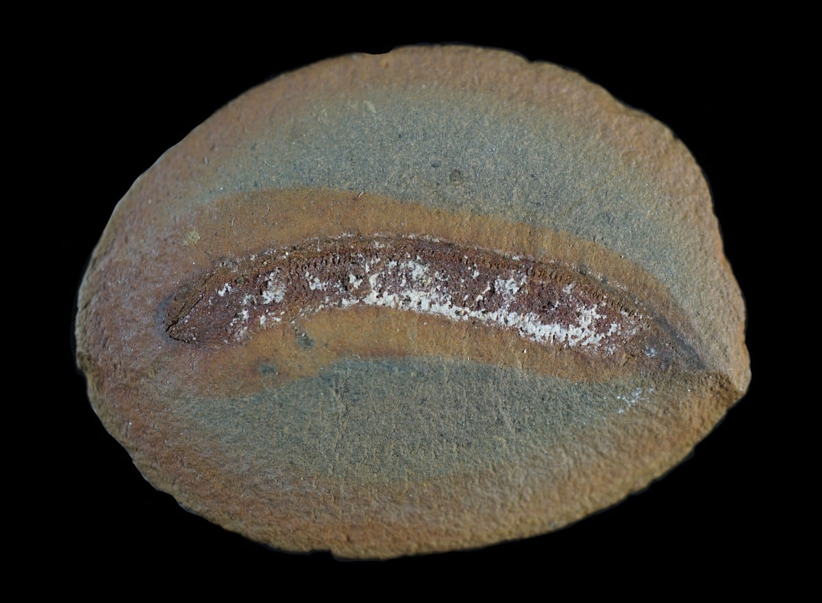 Los investigadores hallaron evidencias de un crecimiento sin metamorfosis.