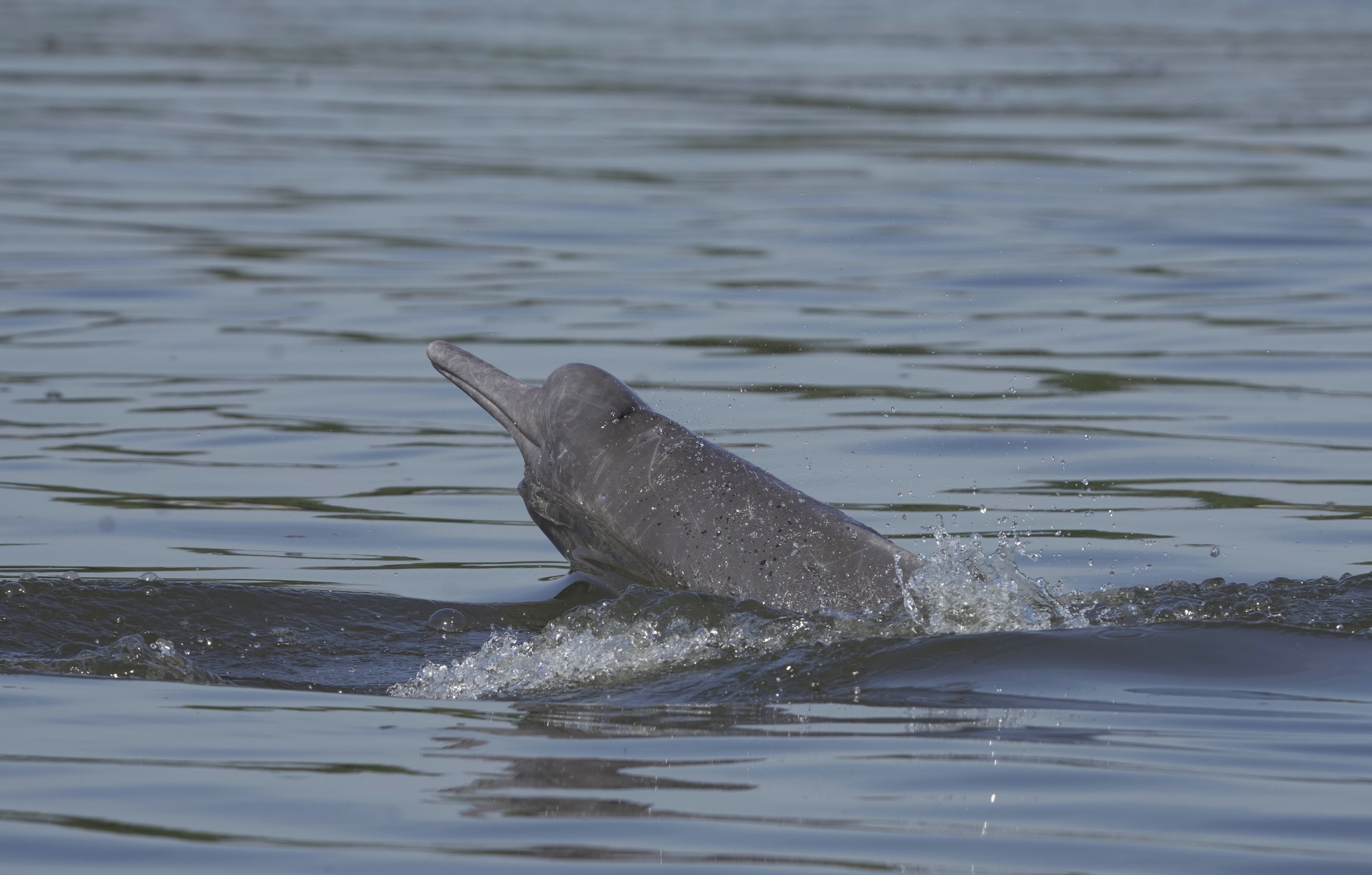 El avistamiento de Toninas es uno de los muchos atractivos turísticos que tiene el departamento del Guainía.