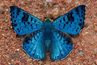 Las mariposas azules y su presagio de prosperidad.