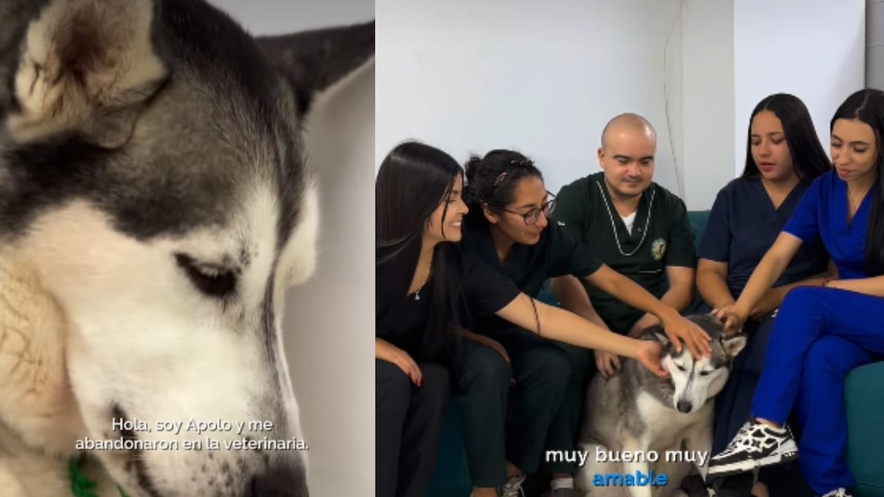 Apolo, perro abandonado en Sabaneta, Antioquia