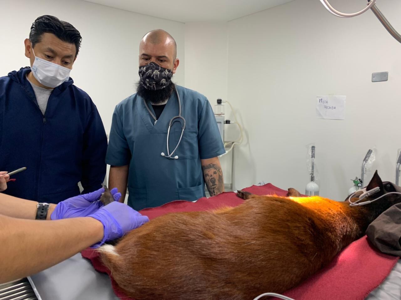 Venado rescatado en el norte de Bogotá