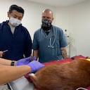 El venado fue valorado por personas especializado.