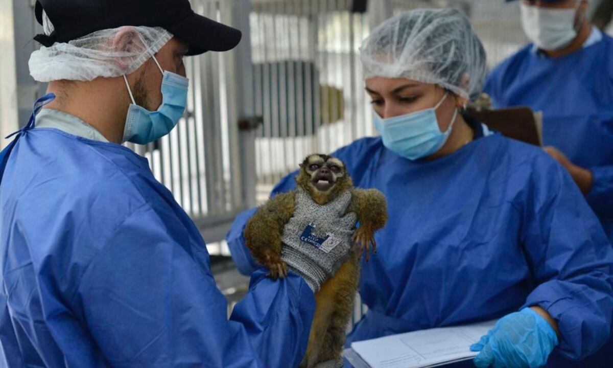 Primates en Colombia.
