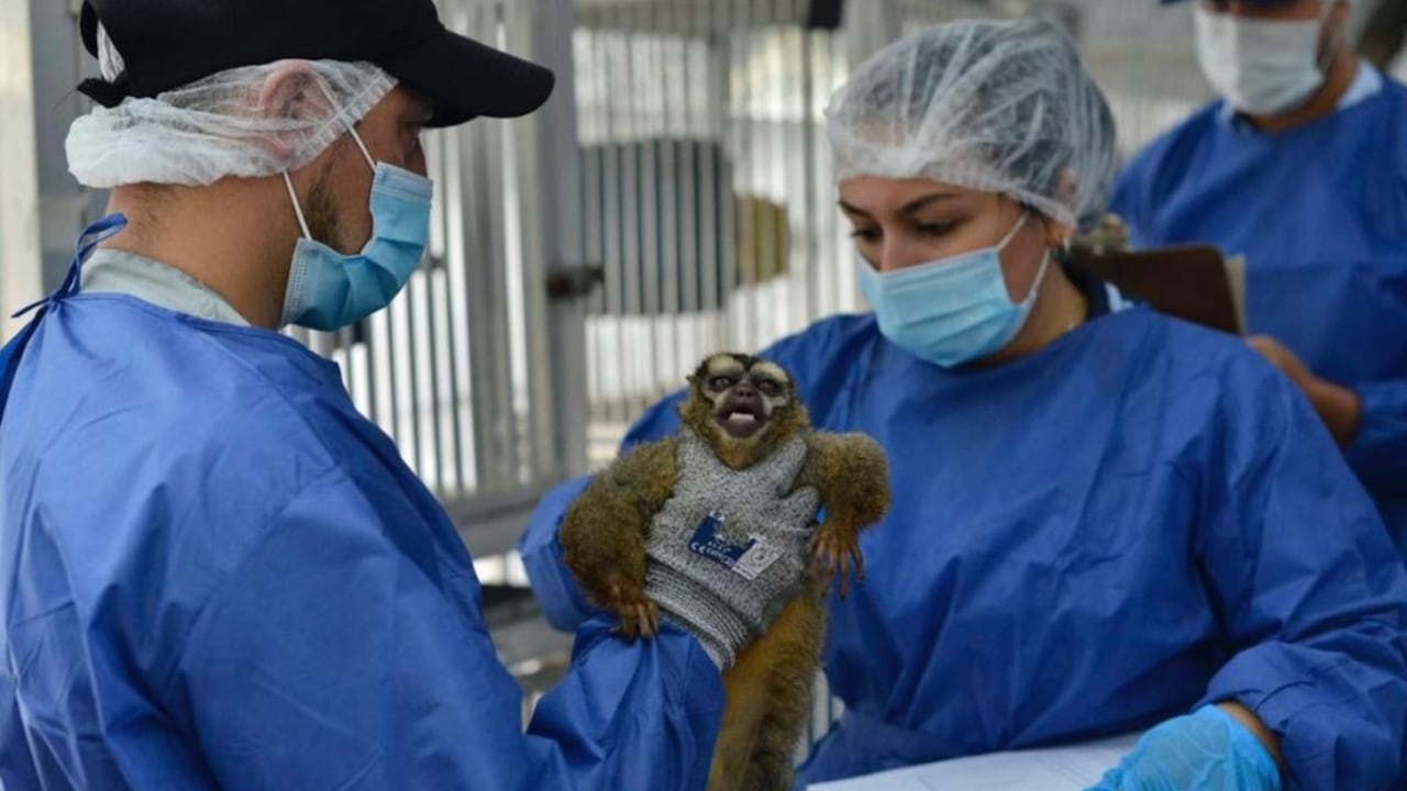 Primates en Colombia.