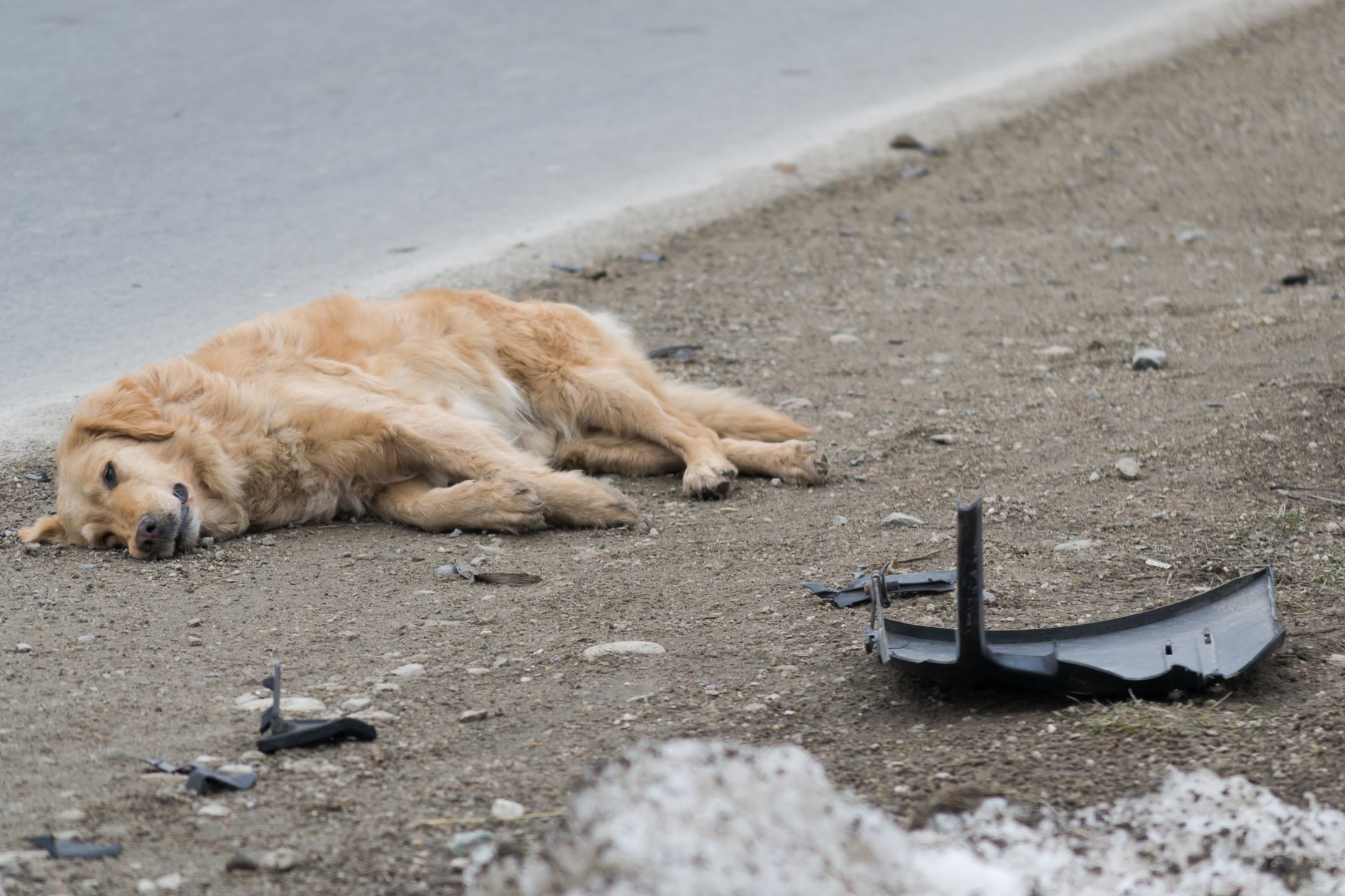 El paso a paso que se debe seguir en caso de atropellar a un perro.