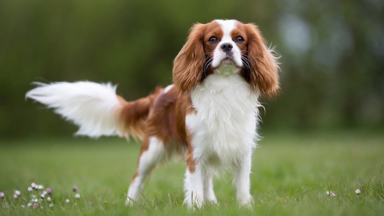 Cavalier King Charles Spaniel