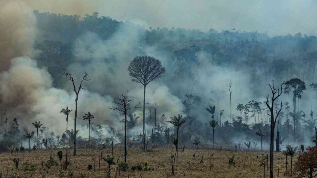 Desde el año pasado, los incendios en la Amazonia brasileña no han dado tregua. Foto: Víctor Moriyama- Greenpeace