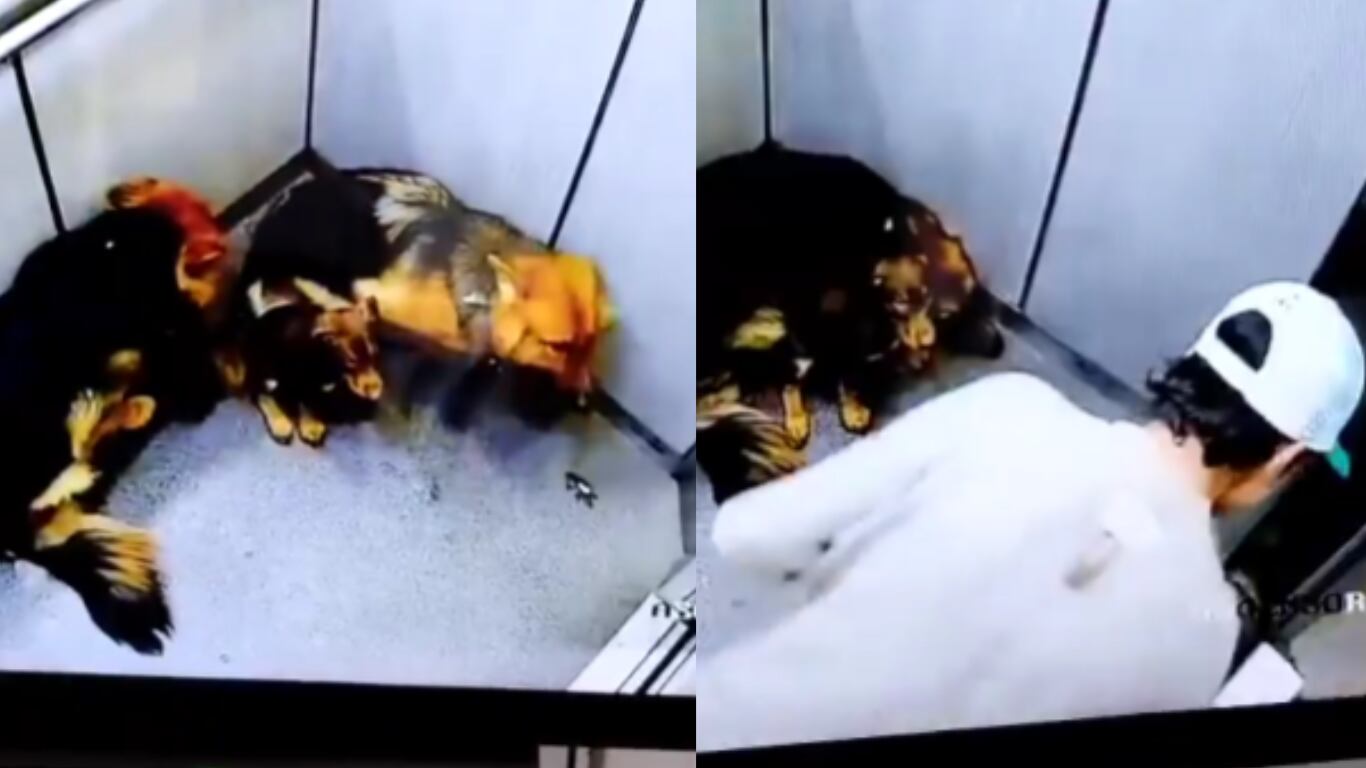 El sujeto agredió presuntamente a tres perros que se encontraban junto a él en un ascensor.