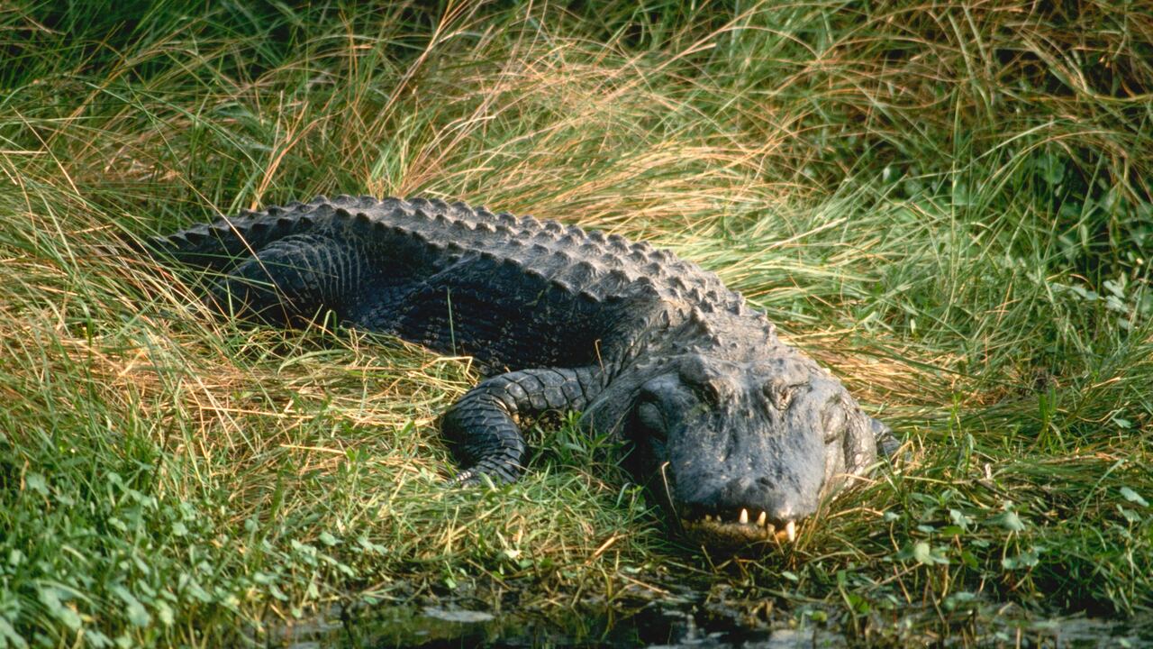 Los caimanes son visitantes recurrentes en el Estado de Florida.