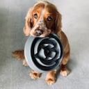 Mitos de la alimentación de cachorros.