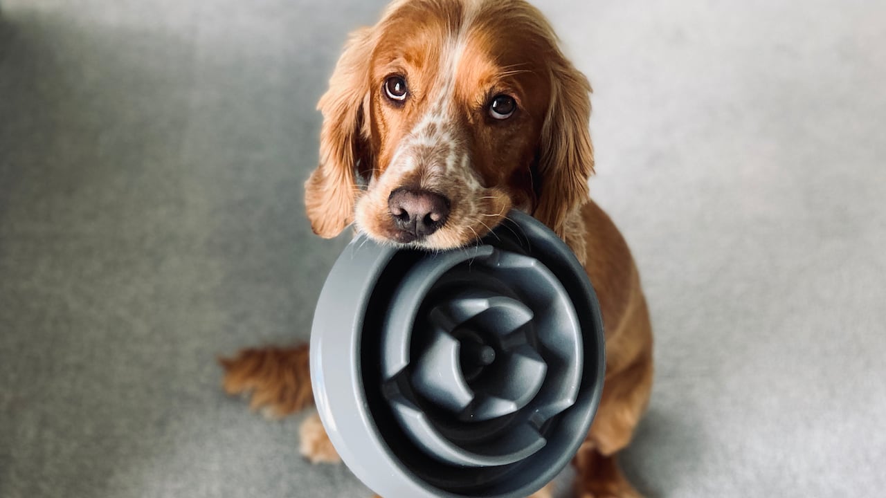Mitos de la alimentación de cachorros.