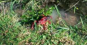 Los cangrejos rojos americanos fueron introducidos a Colombia por el Valle del Cauca donde comenzaron su cultivo. Foto: Secretaría Distrital de Ambiente - Colombia hoy.