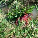 Los cangrejos rojos americanos fueron introducidos a Colombia por el Valle del Cauca donde comenzaron su cultivo. Foto: Secretaría Distrital de Ambiente - Colombia hoy.