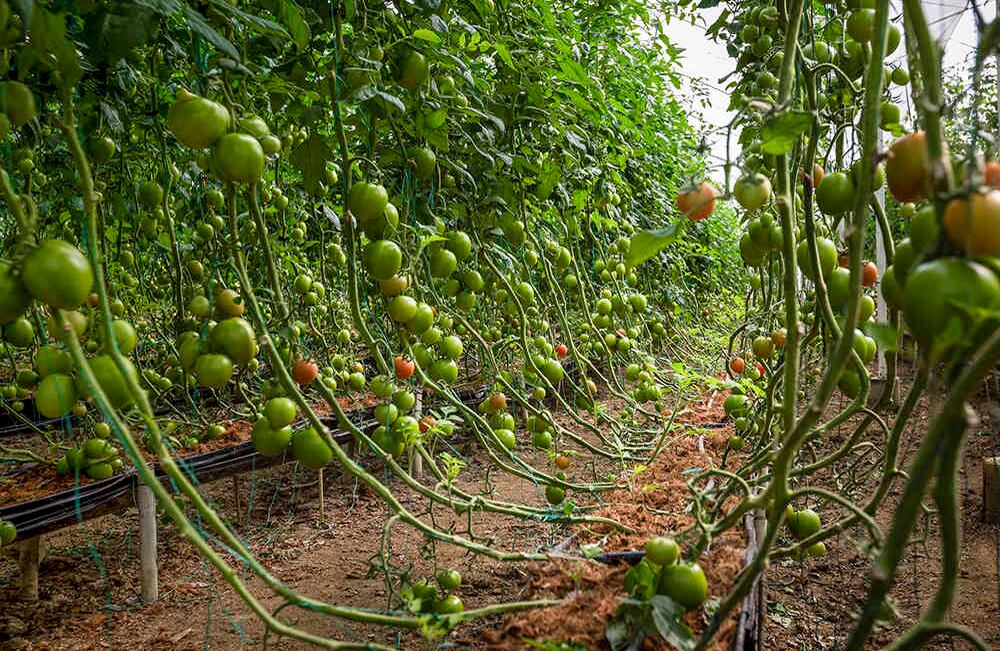 Boyacá es el primer productor de tomate bajo invernadero del país.