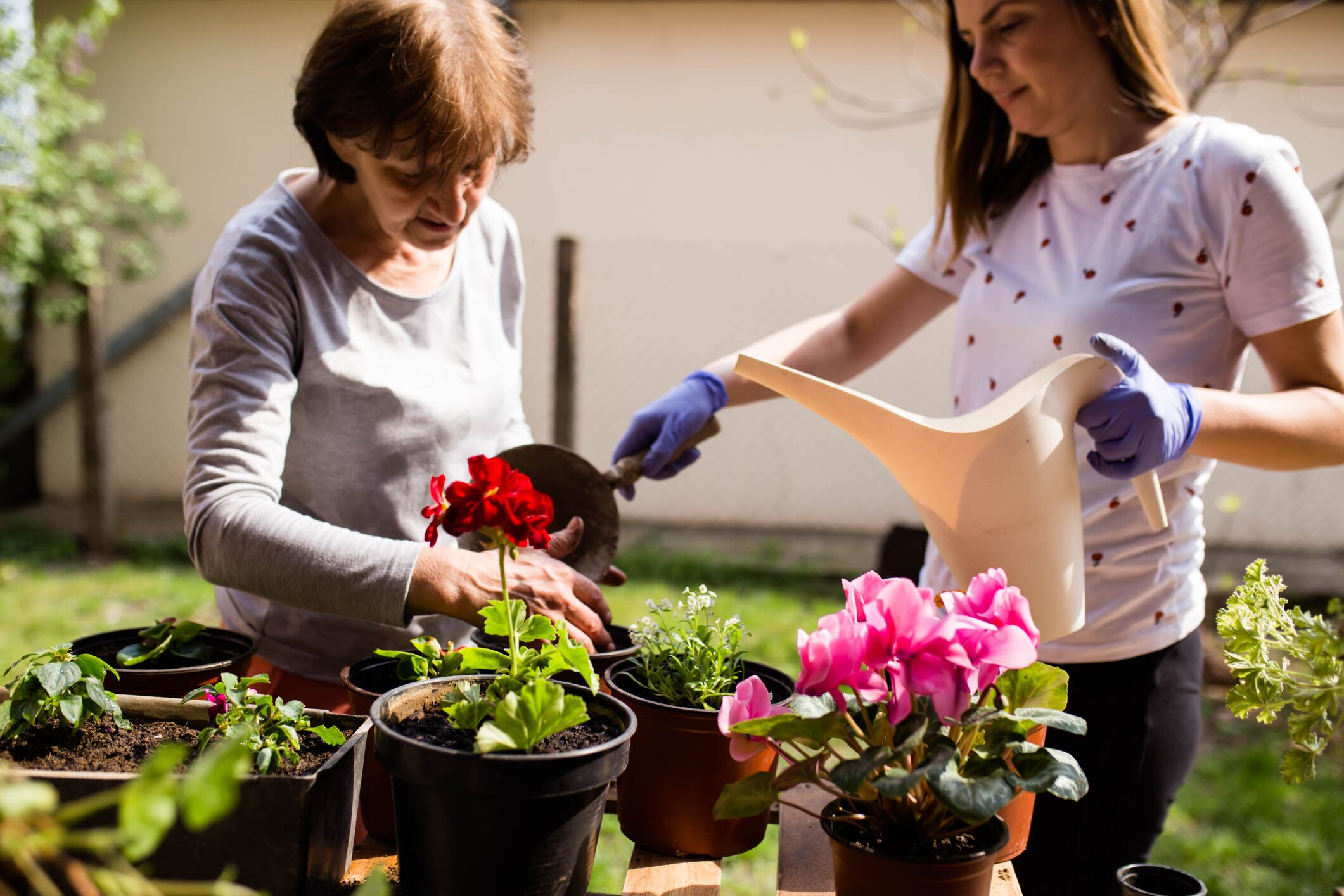 Los geranios pueden alcanzar su máximo potencial con la ayuda de un abono líquido especialmente formulado, que proporciona los nutrientes esenciales necesarios para una floración espectacular.