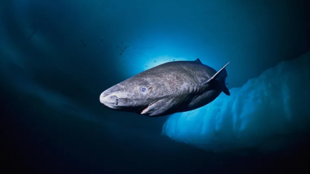 Investigaciones recientes explican la vida extrema de este tiburón marino.