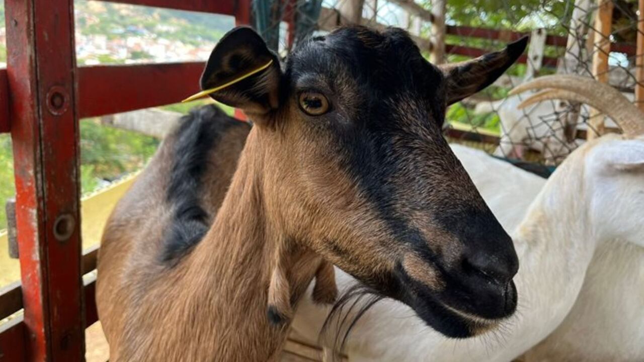 Procuraduría pide información al ICA tras declaratoria de emergencia sanitaria en La Guajira por brote de ántrax