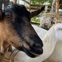 El ántrax es una enfermedad zoonótica, es decir, que afecta a las personas y a los animales.