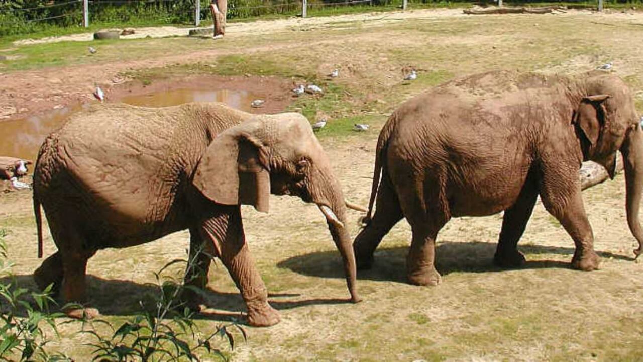 Por haber destruido unos cultivos fue asesinado un elefante de Borneo, especie amenazada llamada también elefante pigmeo. Foto ilustración: Adrian Pingstone.