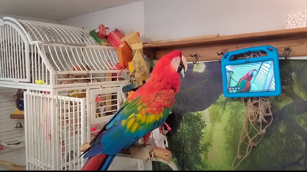 Científicos entrenan a aves para que puedan comunicarse mediante una videollamada