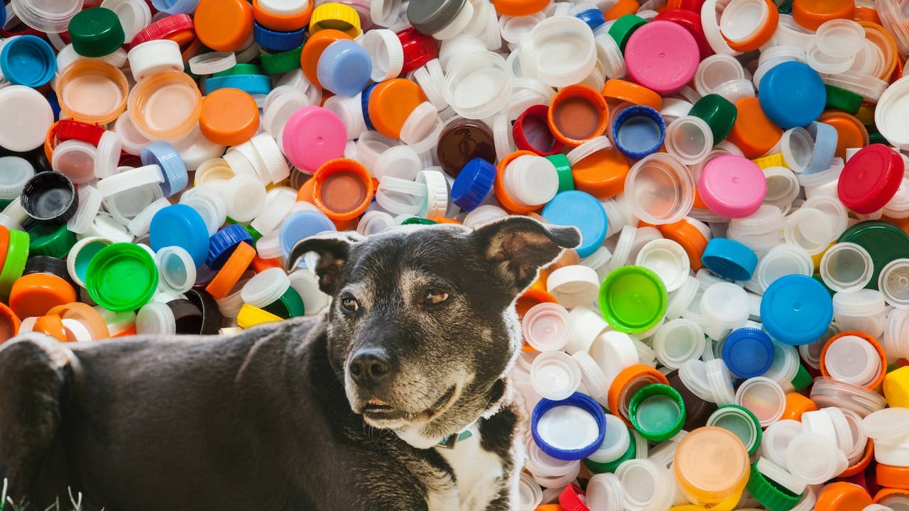 Una iniciativa para mejorar la calidad de vida de perros rescatados.