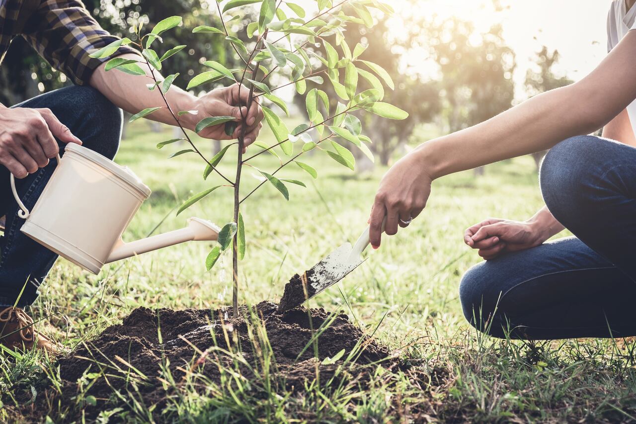 Pareja joven plantando el árbol mientras riega un árbol trabajando en el jardín como concepto de salvar el mundo, la naturaleza, el medio ambiente y la ecología.