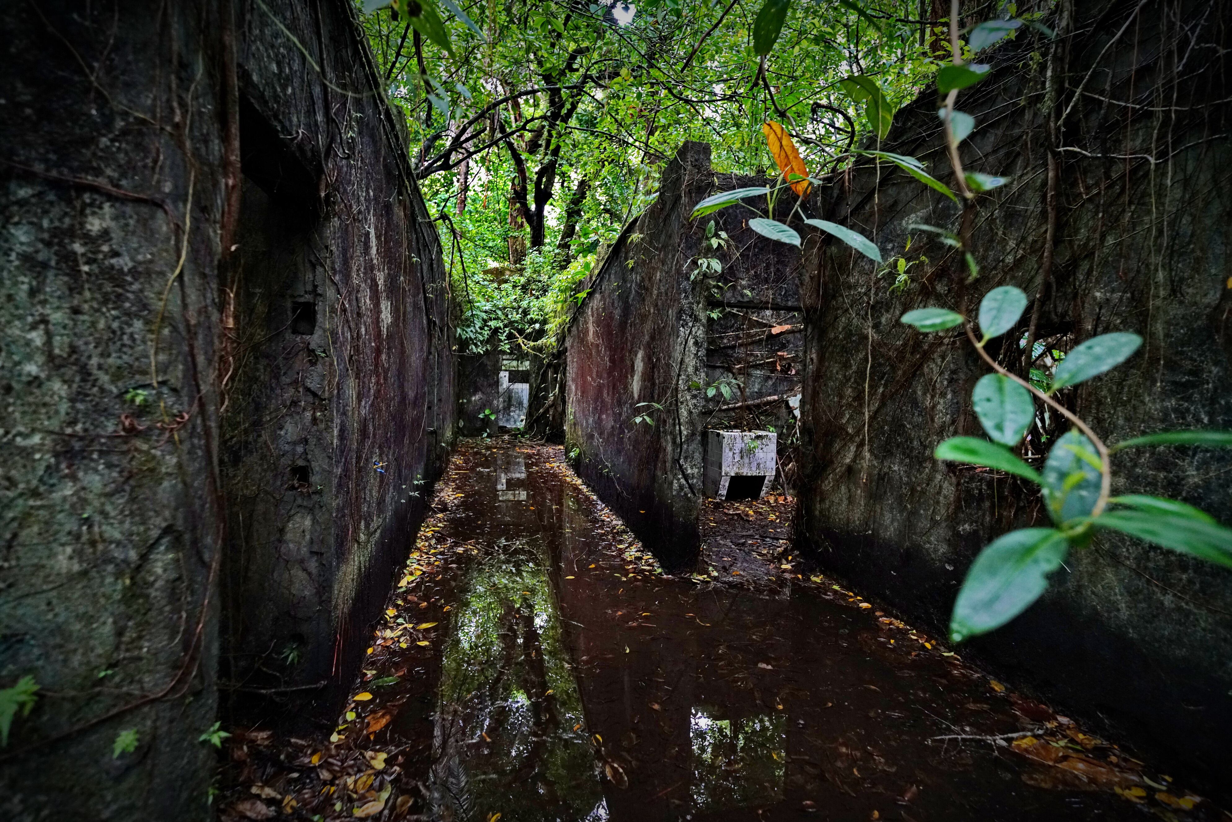 La isla Gorgona dejó de ser cárcel en 1984 y se ha convertido en un importante lugar para el turismo. Además, es reconocida por su biodiversidad. Su nombre se debe a las serpientes que habitan en la isla. Funcionó durante 24 años y cerró en 1984 por denuncias de torturas y violaciones a derechos humanos. Hoy en ruinas, así se observa la prisión más temida en sus tiempos. Foto Jorge Orozco / El País.